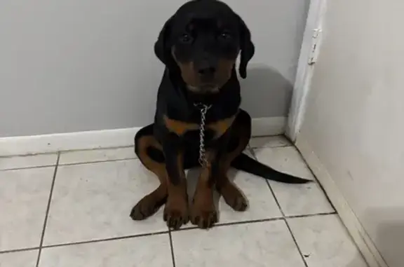 Lost Friendly Rottweiler Puppy in Houston
