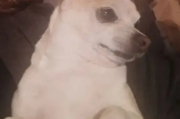 Lost pets Tucson, photo: Lost Chihuahua: Heart Mark, Needs Meds