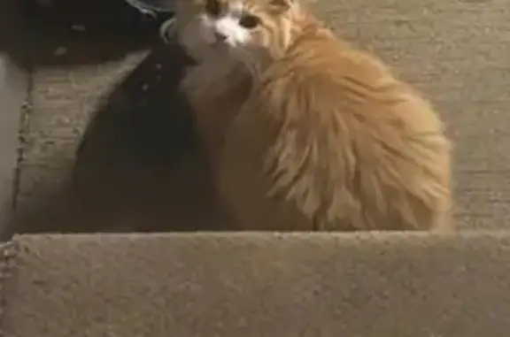 Lost Orange Cat: Frazer Rd, Newark