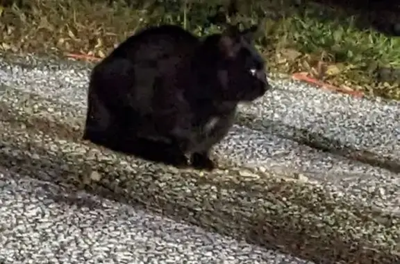 Found: Black Cat with Green Eyes in Jessup