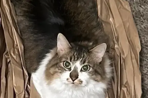 Lost Cat: Friendly, Spotted, East Tucson