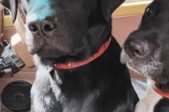 Lost All-Black Dog on Arthur S...