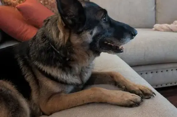 Found dog Fort Worth, photo: Friendly Found Dog in Fort Worth Area