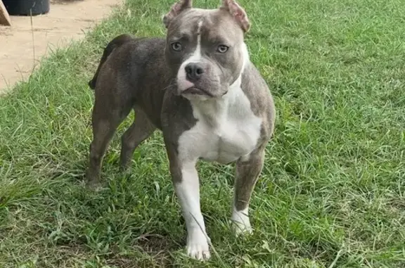 Lost Dog: Gray & White, Pink Collar