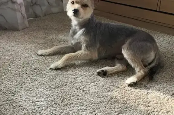 Lost Dog Alert: Help Find Rocky!