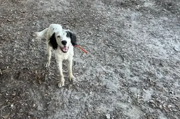 Lost English Setter: Black Spots & Collar
