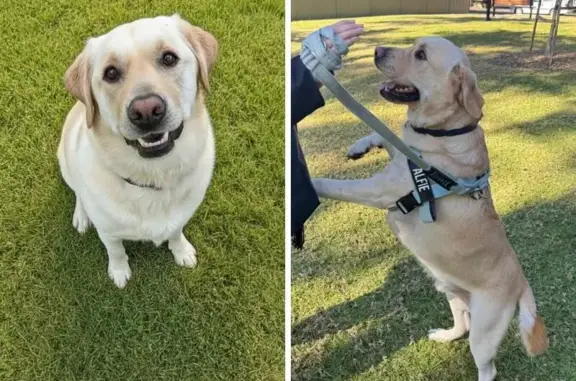 Lost Male Labrador: Amaroo Ave, Strathfield