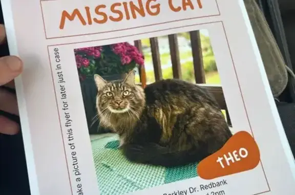 Lost Fluffy Tabby: Theo in Chattanooga