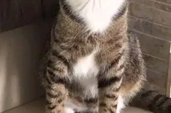 Help Find Kai: Shy Tabby Lost in Phoenix