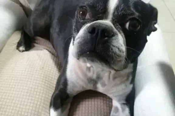 Perros perdidos, Zapopan, foto: Perro Perdido: Boston Terrier Negro y Blanco