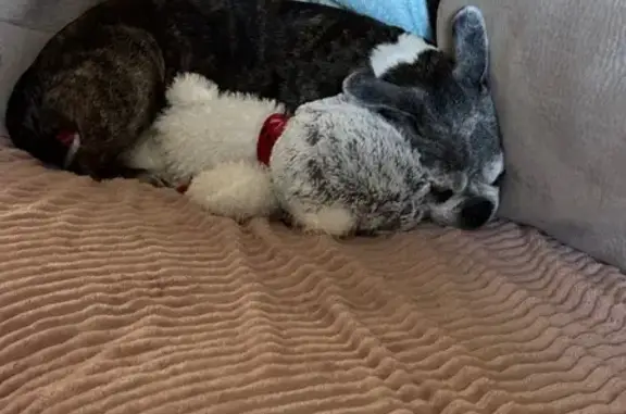 Missing dog El Mirage, photo: Lost 16-Year-Old Brindle Dog in El Mirage