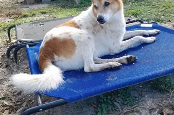 Lost Dog: White/Brown, Limp, Floppy Ear