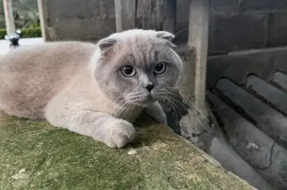 Gato encontrado Palma, foto: Scottish Fold encontrada en Palma: ¡Ayuda!