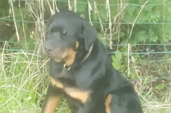 Animaux perdus Eauze, photo: Chiot noir et feu perdu à Eauze