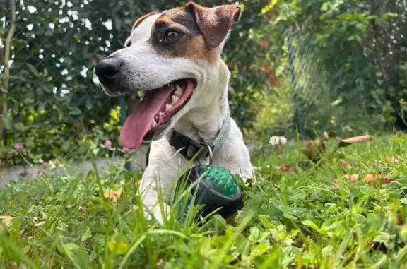 Animaux perdus , photo: Chien perdu D4 Parennes, tache marron œil