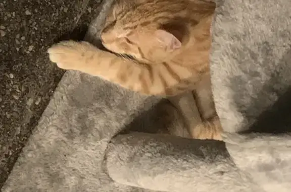 Gato naranja perdido en Alicante: 7 meses