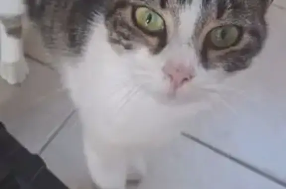 Animaux perdus Bressuire, photo: Chat perdu : petit blanc/noir à Bressuire