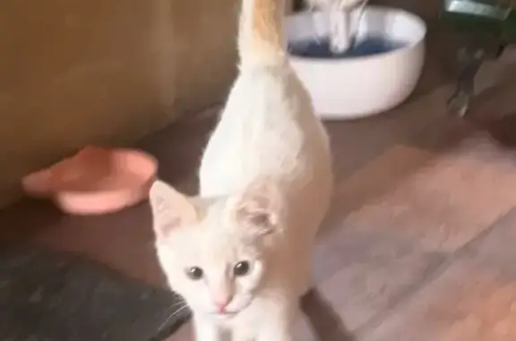 Chat perdu, Le Vigen, photo: Chat perdu : blanc, oreilles/queue beige, Le Vigen