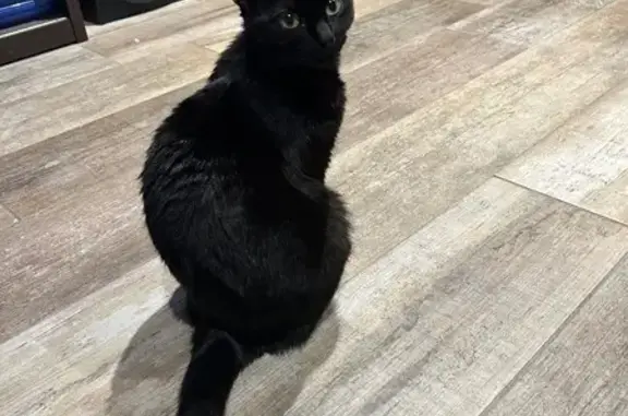 Chat perdue noire, yeux verts à Grenoble - photo