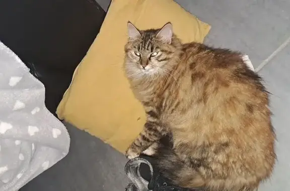 Chatte norvégienne perdue près de Cognac - photo