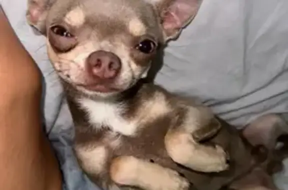 ¡Perro Perdido en Murcia! ¡Ayúdanos!