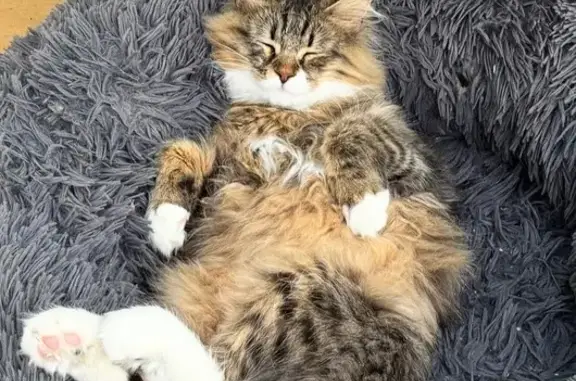 Chatte Sibérienne perdue à Grasse - photo
