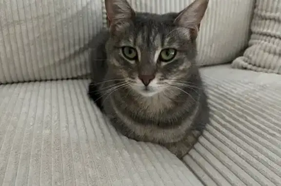 Chatte perdue Olympe à Annemasse - photo