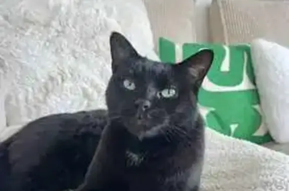 Animaux perdus Trélissac, photo: Chat noir perdu, mâle castré, Trélissac