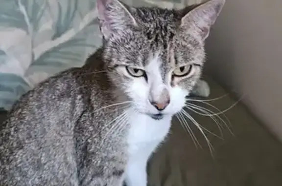 Lost Tabby Cat Lulu in Greater Geelong