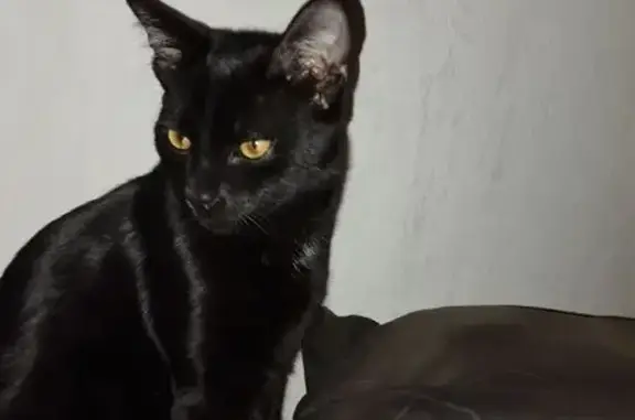 Animaux perdus Lyon, photo: Chat perdu : jeune noir tacheté, Lyon