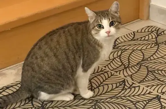 Animaux trouvés , photo: Chat trouvée à Thonon: miaule, rondelette