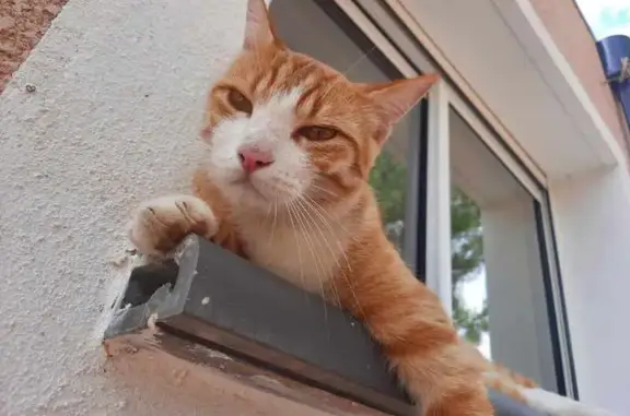 Chat perdu, Peri, photo: Chat mâle roux et blanc perdu à Peri
