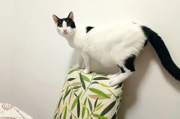 Macho blanco castrado,con una mancha negra en el morro. Muy dócil. Ha saltado de la terraza delante de la farmacias de Avda. Sofía.