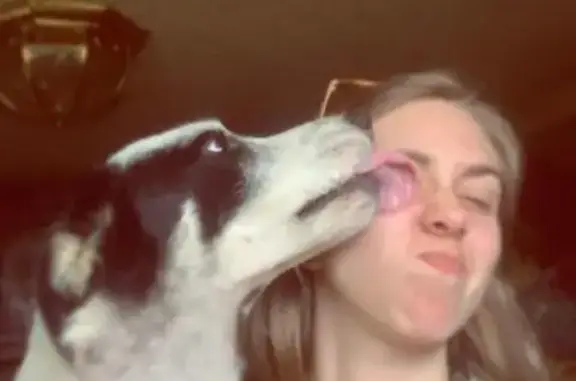 Lost Pets: 2 Dogs & 1 Cat in Bryson City