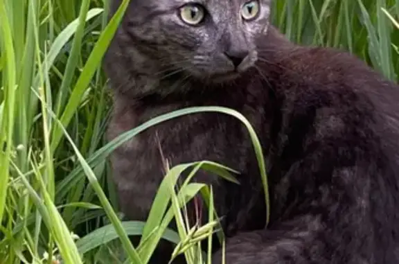 Chatte perdue, tatouée, noire et grise, Biarritz - photo