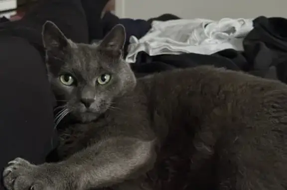 Animaux perdus Achères, photo: Chat gris perdu à Achères près de la gare