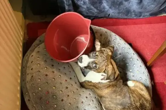 Lost pets Melbourne, photo: Lost Brindle Puppy: Unique Markings!