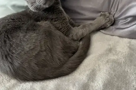 Missing cat Cleveland, photo: Lost Dark Gray Cat in Cleveland Area