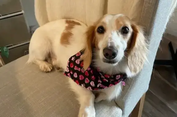 Lost Dog: Shy, Friendly, Last Seen at Carter HS