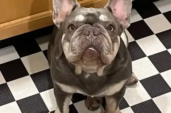 Lost French Bulldog: Blue & Tan in Lake Worth