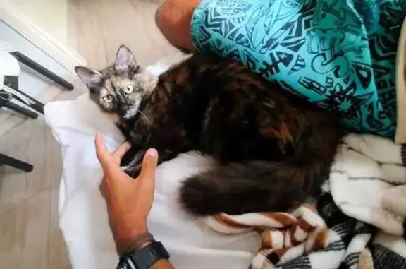 Gatito Perdido: Pelaje Negro y Cara Marrón