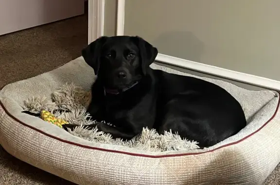 Missing dog Powhatan, photo: Lost: Skittish Black Lab Daisy in Powhatan