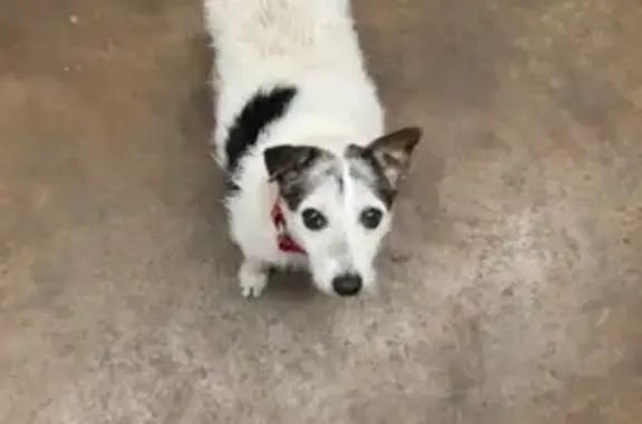 Help Find Lily: Lost Jack Russell in TN