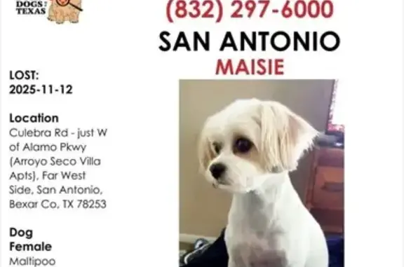 Lost pets , photo: Lost White & Tan Dog in San Antonio