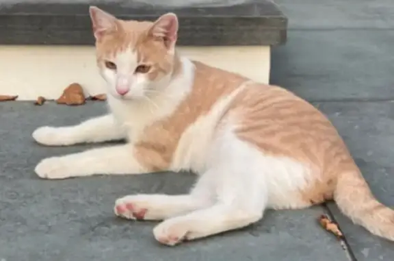 Lost Cat: Friendly Orange/White, Islip