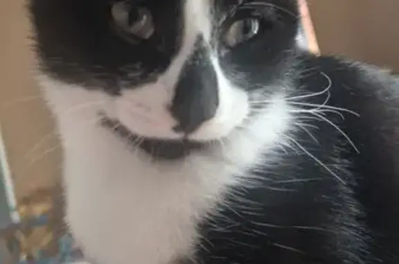 Chaton perdu, 4 mois, Agris - photo