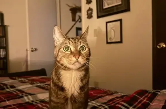 Lost: Friendly Brown Tabby on Oleson Rd