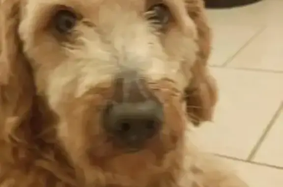 Missing dog Waukegan, photo: Help Find Paul: Missing in Waukegan