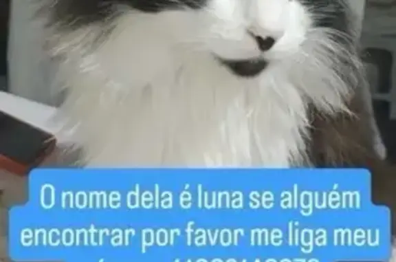 gato desaparecida