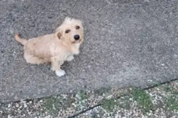 Chien beige/roux perdu à Montmerle-sur-Saône - photo